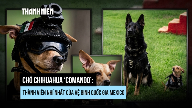 Chó Chihuahua gia nhập Vệ binh Quốc gia Mexico với nhiệm vụ gì?