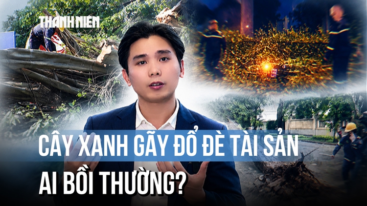 Cây xanh gãy đổ làm hư hỏng tài sản, ai bồi thường?