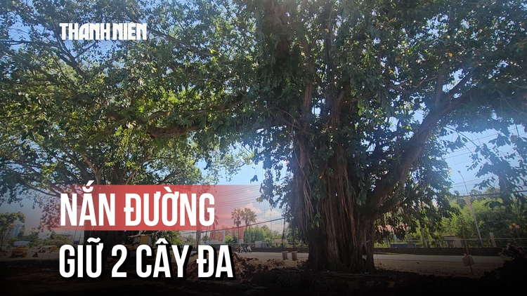 'Nắn đường' dự án để giữ lại 2 cây đa trên quốc lộ 1