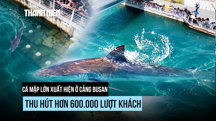 Cá mập lớn vào cảng, người Hàn Quốc vui buồn xem giải cứu