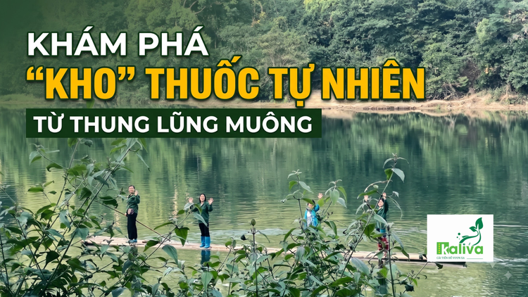Cùng sống xanh 172: Khám phá rừng dược liệu dân gian chăm sóc sức khỏe cộng đồng từ thung lũng Muông