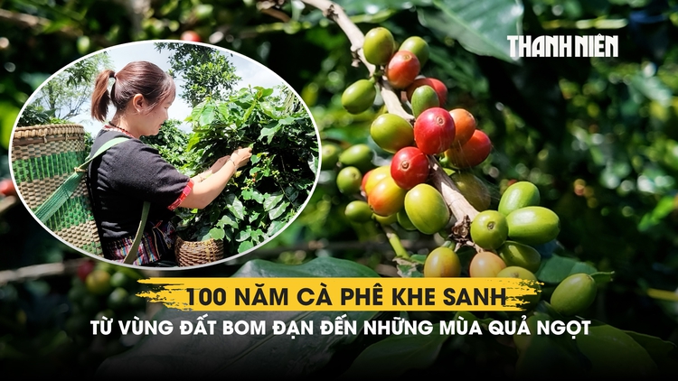 100 năm cà phê Khe Sanh: Từ vùng đất bom đạn đến những mùa quả ngọt 