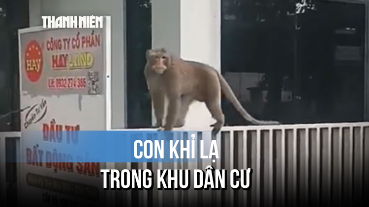 Khỉ lớn quậy phá kiếm ăn ở khu dân cư, nhiều người dè chừng