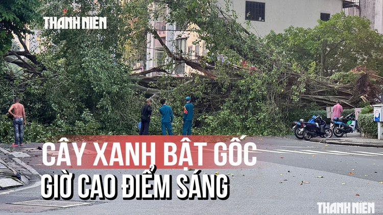 Hiện trường cây xanh bật gốc đường Đinh Tiên Hoàng ngay giờ cao điểm sáng