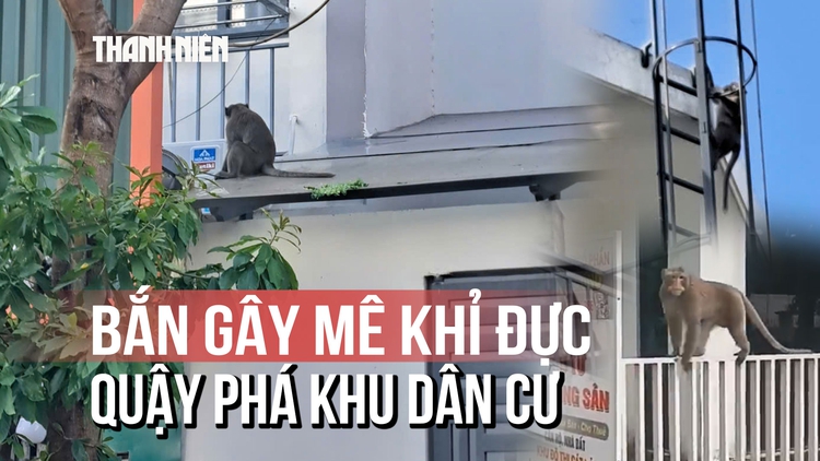 Dùng súng bắn thuốc gây mê khỉ đực hung dữ sau trận 'hỗn chiến' với chó béc giê
