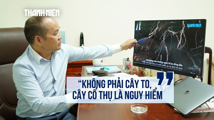 Chuyên gia: Muốn biết cây xanh có nguy cơ gãy, đổ, hãy nhìn ngay những vị trí này