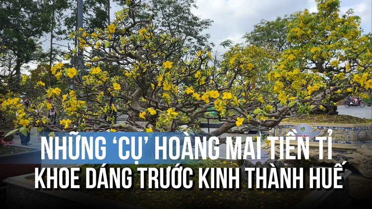 Những ‘cụ’ hoàng mai tiền tỉ khoe dáng trước Kinh thành Huế