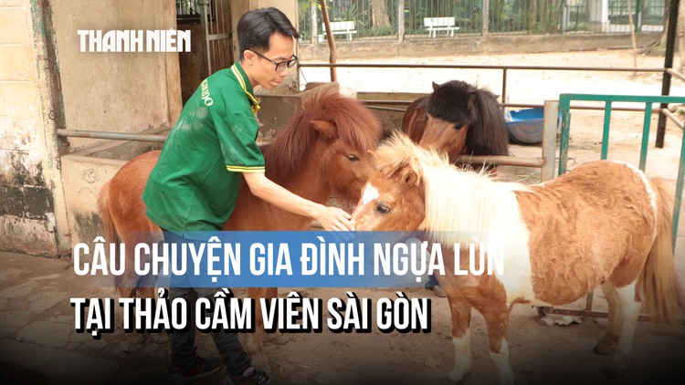 Gia đình ngựa lùn Thảo Cầm Viên và câu chuyện hạnh phúc giản dị giữa phố