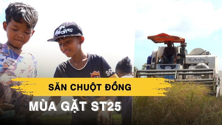 Về miền Tây mùa gặt ST25 xem trẻ con háo hức săn chuột đồng ăn tết
