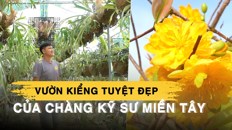 Kỹ sư xây dựng miền Tây rẽ hướng trồng cây kiểng, ‘ăn nên làm ra’ mỗi mùa tết