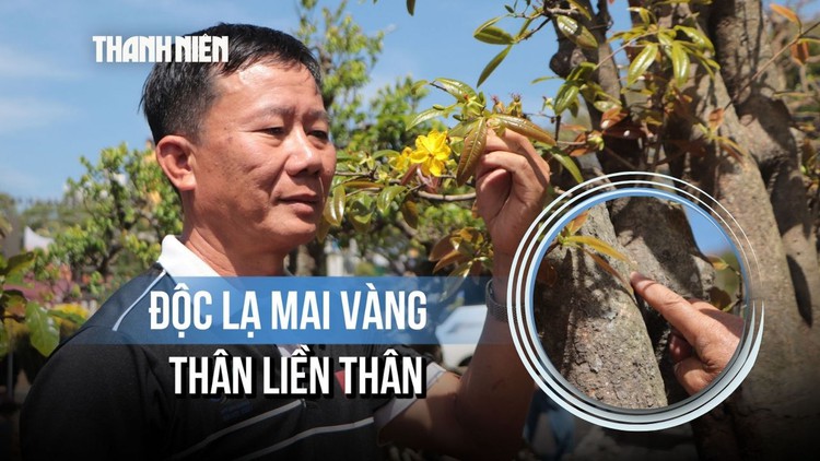 Độc lạ mai vàng thân liền thân, hoa 9 cánh của nghệ nhân Đắk Lắk giá 'khủng'