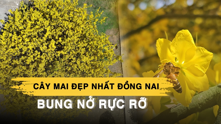 Cây mai đẹp nhất Đồng Nai bung nở rực rỡ, du khách lái xe gần 100 km đến chụp hình
