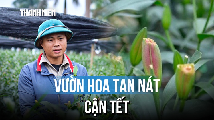 Mất tết vì hàng nghìn gốc hoa ly, hoa hồng bị phá hoại