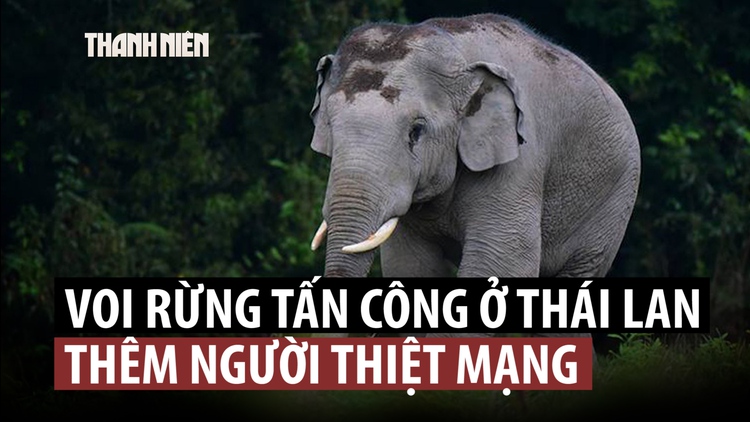 Voi rừng tấn công làm du khách thiệt mạng ở Thái Lan