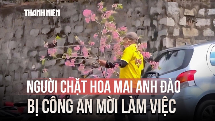 Thản nhiên chặt cành hoa mai anh đào ở Đà Lạt về chưng tết