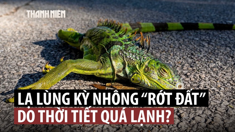 Kỳ nhông 'rơi rụng' vì lạnh, chính quyền Florida khuyến khích dân bắt nộp