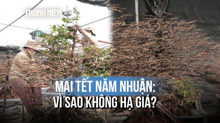 Chủ vườn trồng mai tại TP.HCM hối hả cho thị trường tết, quyết không giảm giá vì...