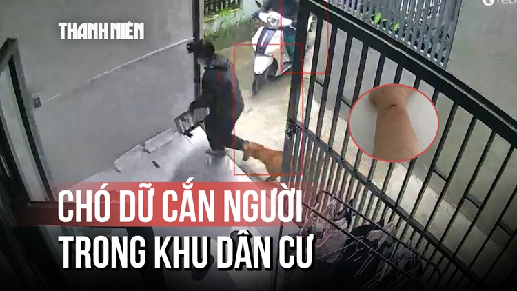 Nỗi ám ảnh chó dữ thả rông liên tục cắn người tại TP.HCM