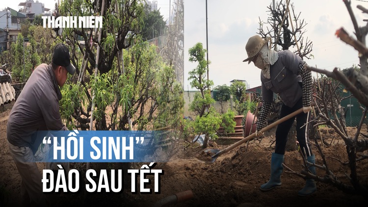 Bà con Nhật Tân tất bật trồng đào sau Tết: Lo lắng cây khô nhựa hơn do thời tiết