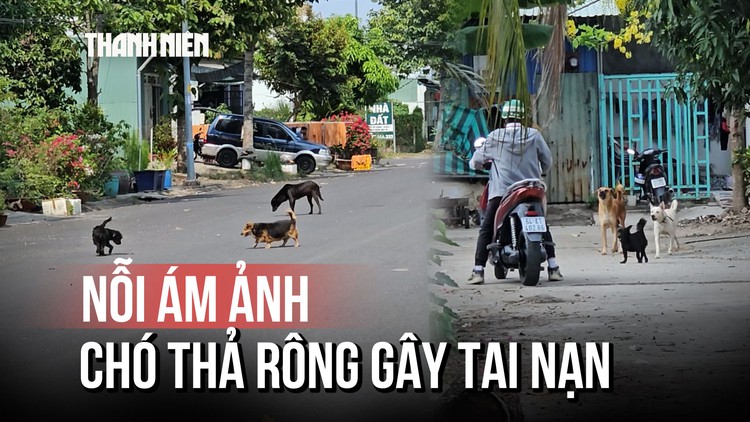 Chó thả rông lộng hành, người dân không dám đi đường
