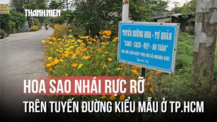 Hoa sao nhái rực rỡ trên tuyến đường kiểu mẫu ở TP.HCM