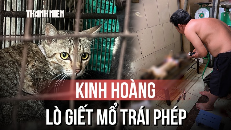 Kinh hoàng bên trong lò giết mổ chó mèo trái phép