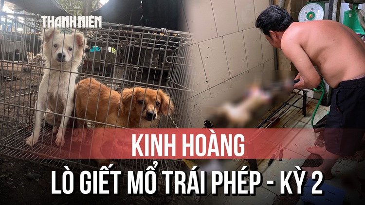 Kinh hoàng bên trong lò giết mổ chó mèo trái phép - Kỳ 2