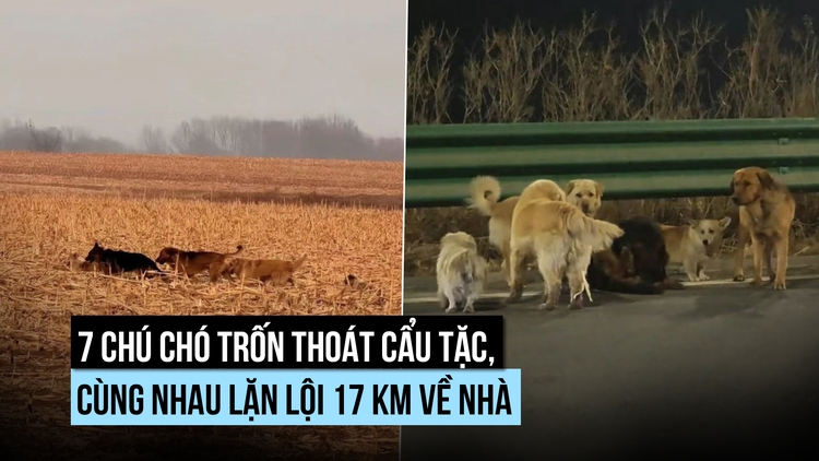 Khó tin: 7 con chó trốn thoát cẩu tặc, cùng nhau vượt 17 km về nhà