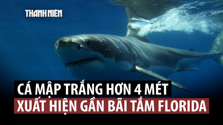 Cá mập trắng dài hơn 4 m đến gần bãi biển đông đúc ở Mỹ