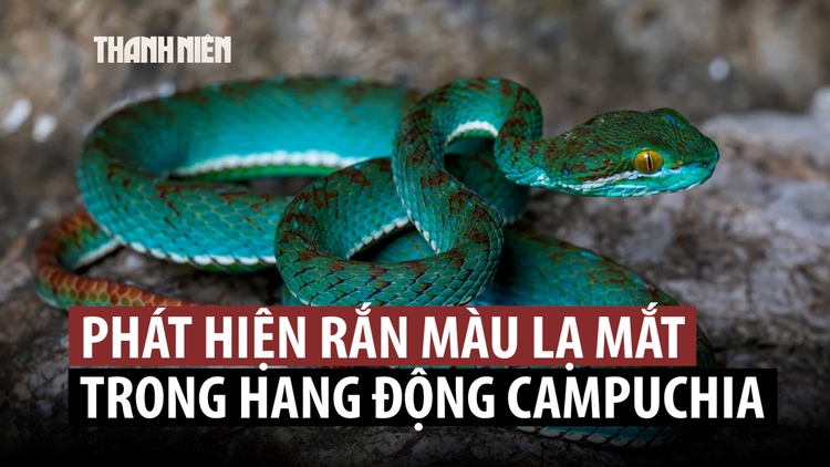 Khám phá nhiều loài mới trong hang động cổ xưa của Campuchia