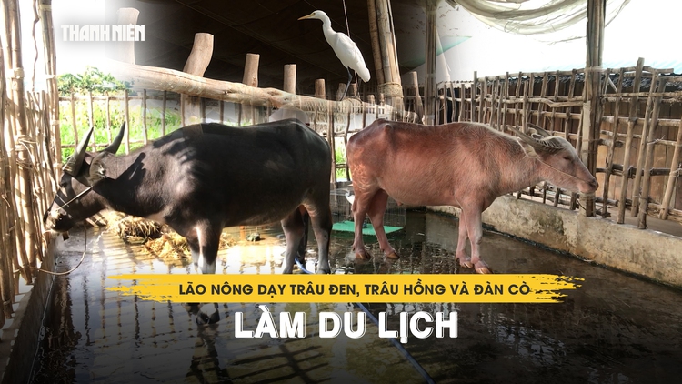 Lão nông miền Tây dạy trâu đen, trâu hồng và đàn cò trắng làm du lịch