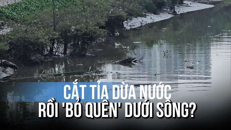 Cắt tỉa cây xanh, dừa nước không thu gom gây bức xúc: Đơn vị quản lý nói gì?