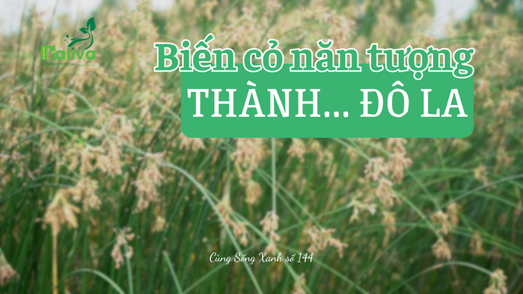 Cùng sống xanh số 144: Tạo sinh kế từ cỏ vùng ngập mặn