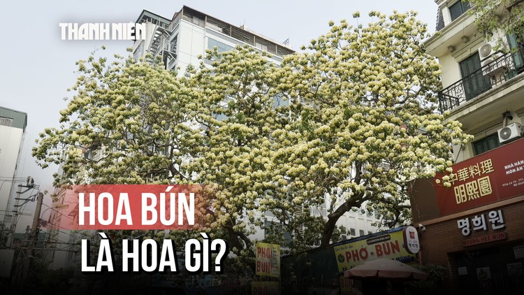 Hoa bún hơn 300 tuổi nở vào mùa đẹp nhất năm