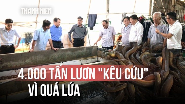 4.000 tấn lươn quá lứa, nông dân lỗ thấu xương: 'Giải cứu' như thế nào?