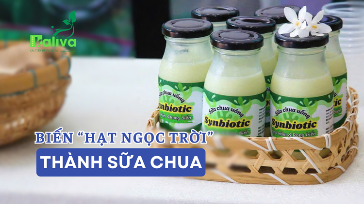 Cùng sống xanh số 145: Khi sinh viên biến 'hạt ngọc trời' thành sữa chua