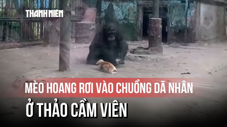 Mèo hoang rơi vào chuồng dã nhân ở Thảo Cầm Viên, được giải cứu an toàn