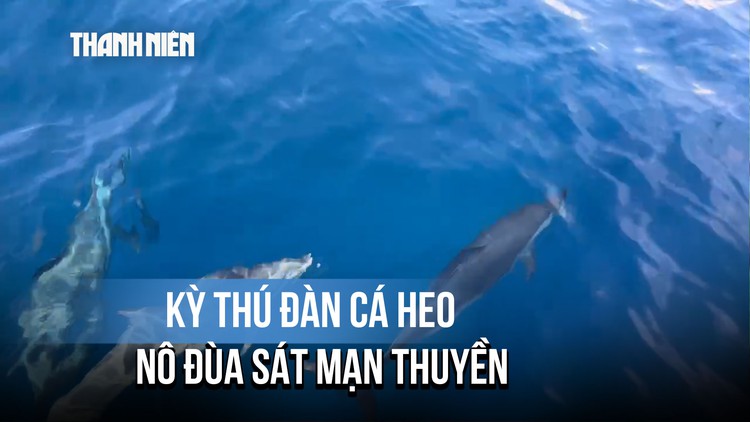 Kỳ thú đàn cá heo gần 100 con 'hộ tống' tàu ngư dân Gia Lai vào bờ