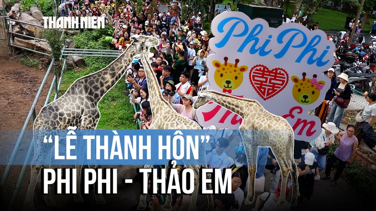 Độc lạ ‘đám cưới’ hươu cao cổ ở Thảo Cầm Viên: Sính lễ toàn bắp, rau và lá cây