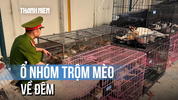 Lật tẩy ổ nhóm chuyên trộm mèo về đêm ở Hà Nội