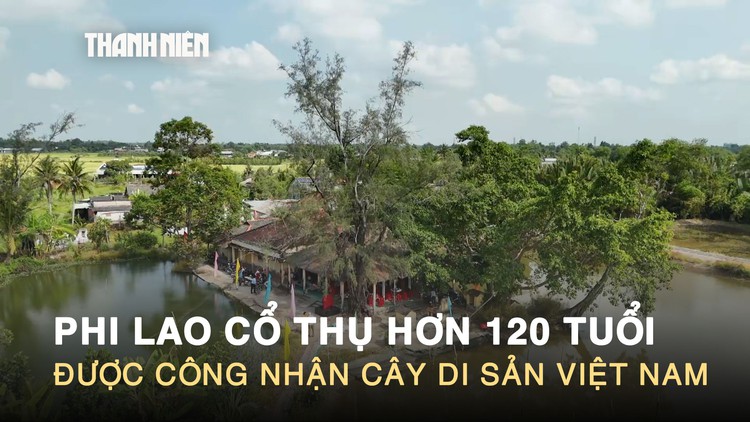 Chiêm ngưỡng phi lao cổ thụ hơn 120 tuổi được công nhận cây di sản Việt Nam