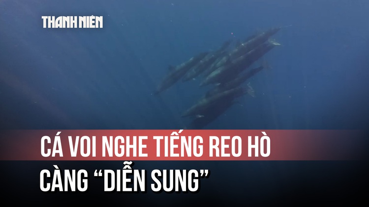 Cá voi vờn sóng đẹp như phim ở Phú Quý: Vì sao xuất hiện thành đàn?