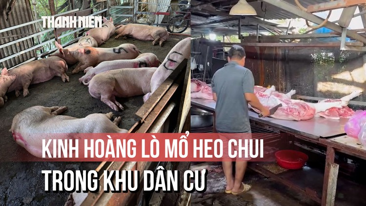Kinh hoàng 2 lò giết mổ heo 'chui' trong hẻm sâu ở TP.HCM