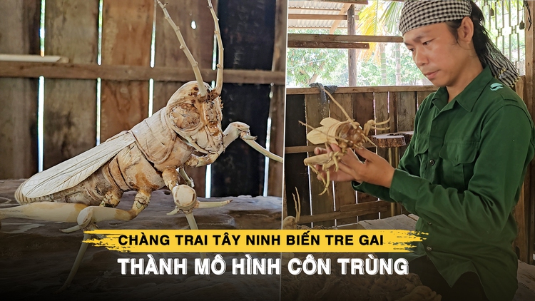 Chàng trai Tây Ninh biến tre gai thành mô hình côn trùng cực tinh xảo