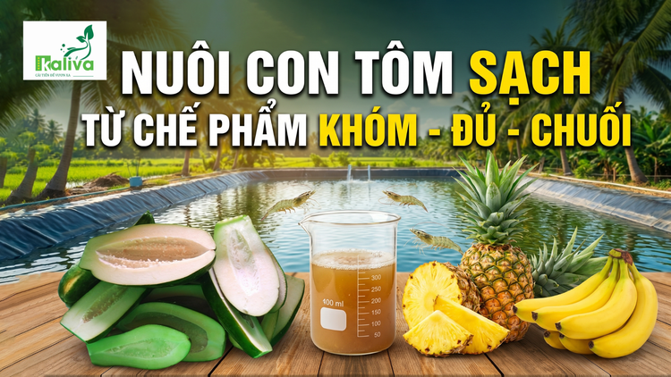 Cùng sống xanh số 146: Nuôi tôm sạch từ chế phẩm khóm - đủ - chuối
