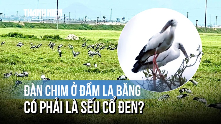 'Danh tính' đàn chim lạ xuất hiện ở Quảng Ngãi