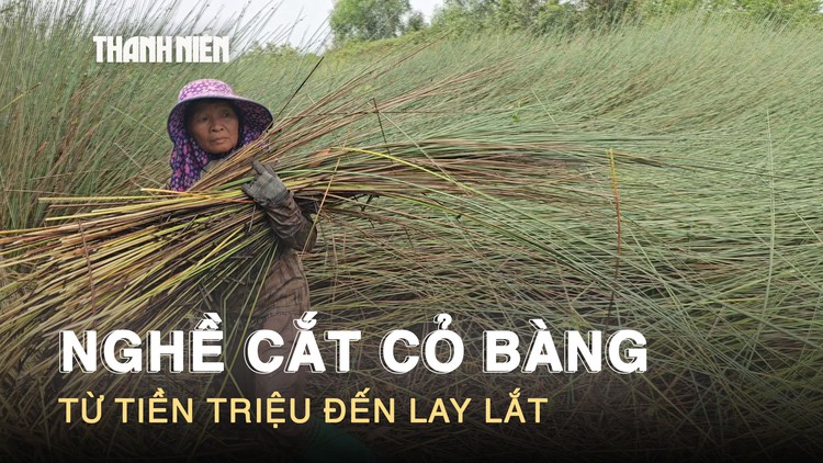 Nghề cắt cỏ bàng ở Tây Ninh: Từng kiếm tiền triệu, nay lay lắt