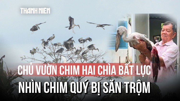 Lão nông 80 tuổi bất lực nhìn chim quý ở Vườn chim Hai Chìa bị săn trộm