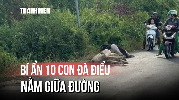 Người dân bất ngờ thấy chim đà điểu gục chết tại Tây Ninh