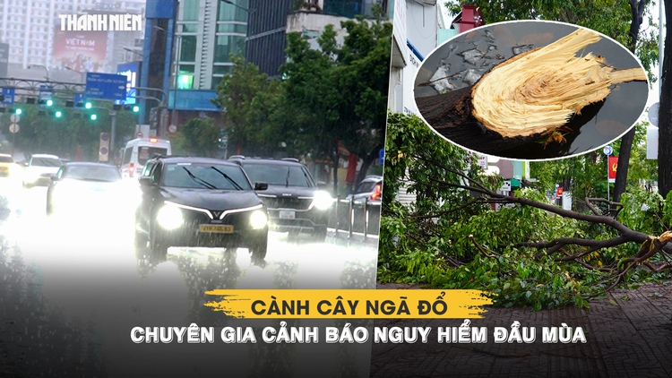 TP.HCM mưa lớn 2 ngày liên tiếp: Cành cây ngã đổ, chuyên gia cảnh báo nguy hiểm đầu mùa